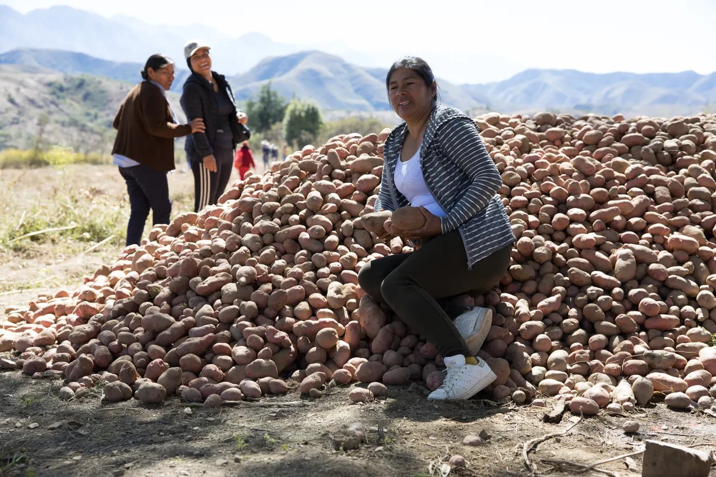 Cosecha de papa recién seleccionada